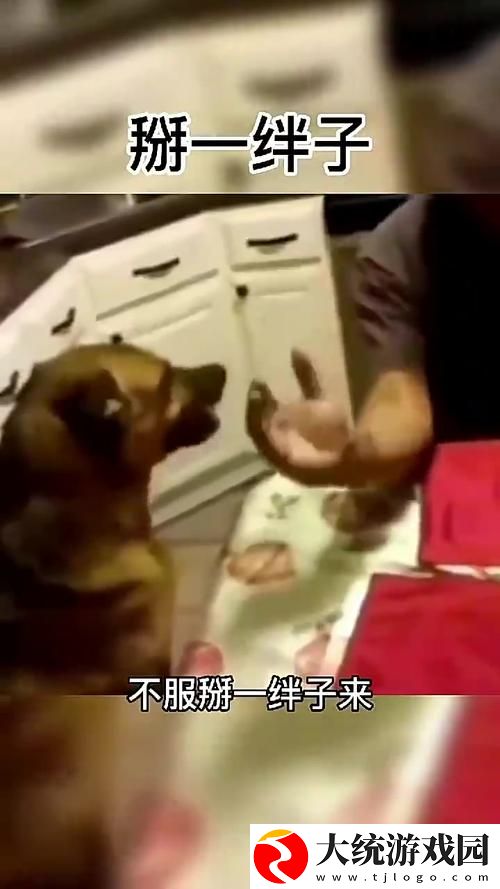 畅享“人狗大战2高清正版免费”的奇幻冒险之旅