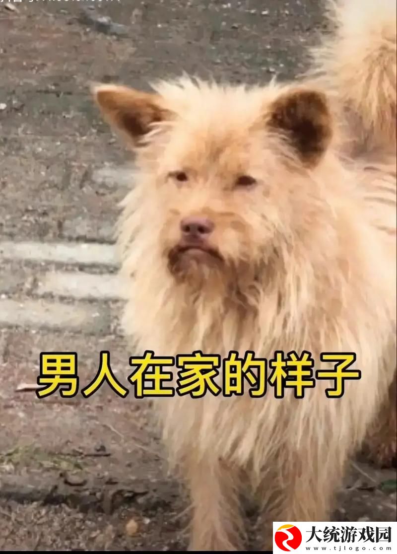 老公不在家狗狗的东西能要吗