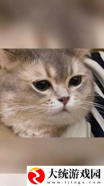 猫了个喵