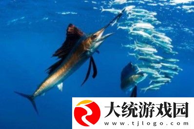 哪一种鱼是游泳冠军