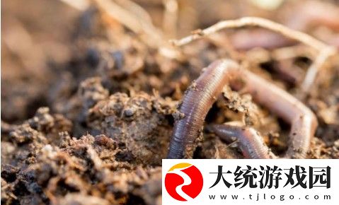 蚯蚓腹面的刚毛有什么作用