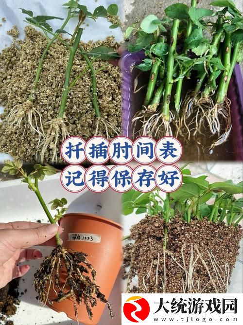 在床上的72种扦插方法