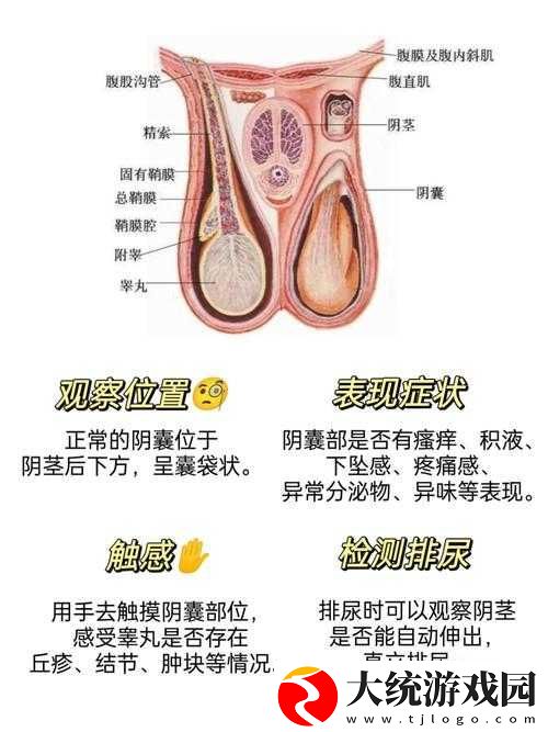 蛋蛋立了长什么样子呢