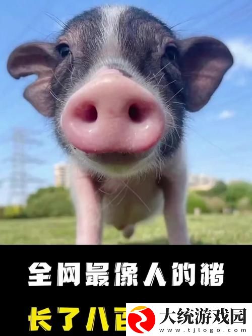 人口兽猪马狗第1集