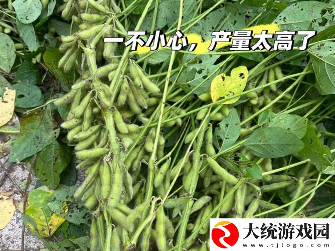 japonensisfes中国vedao大豆