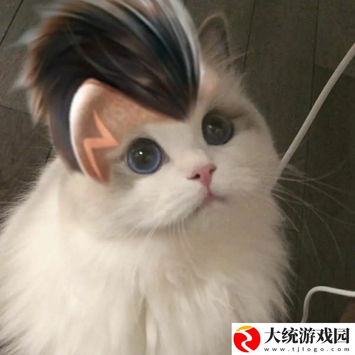 王者荣耀五黑头像猫咪