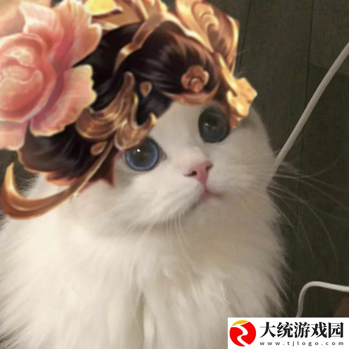王者荣耀五黑头像猫咪