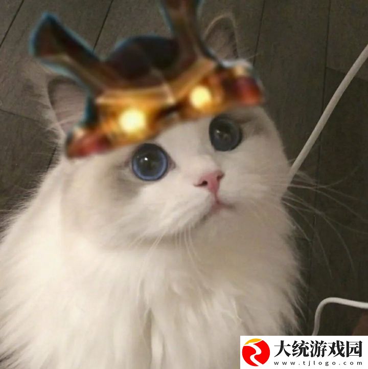 王者荣耀五黑头像猫咪