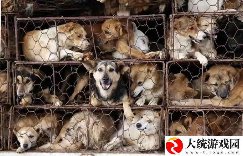 大狗锁住女人狗的视频大全