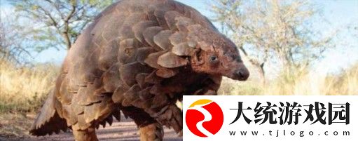 穿山甲是用什么器官捕食的
