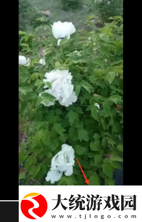剪映已删除视频怎么找回